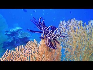 Feather Star - The Hypnotic Swimmers Of The Sea!