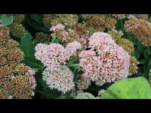 Plant Profile: Tall Sedum