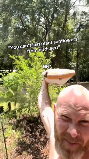 Bird seed sunflowers are cheap and easy to grow 🙌🫘🌱🌻 birds might eat a few but that’s ok, birds are cool | James Weston