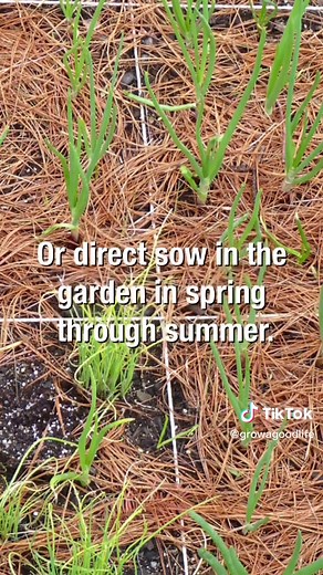 Growing Green Onions: Tips for a Bountiful Harvest