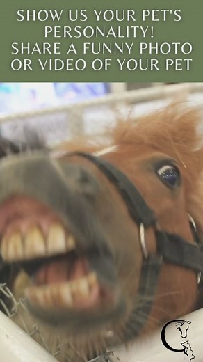 Every pet has its quirks and we want to see them! 😄 Share a snap of your pet being their hilarious, unique self, and let's spread some smiles! #PetLaughs #UniquePets #ShowYourPersonality #PetHealth #DogsOfInstagram #PetCare #Dogs #Pets #DogHealth #PetsOfInstagram #CatsOfInstagram #Cats #HealthyPet | Glacier Peak Holistics