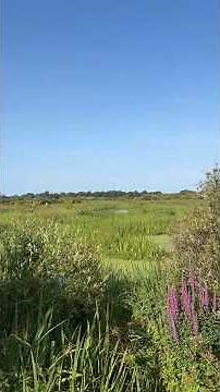 Du Château de Suscinio à la Plage de Landrezac 🏖️ : une balade entre nature 🌿 et océan
