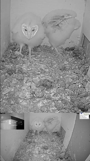 Sudden Motion! ⚡ Owl Nestlings Jump and Pounce 🦉