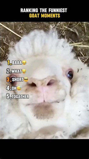 Ranking the Funniest Goat Moments 😂 #funny #hilariousfails