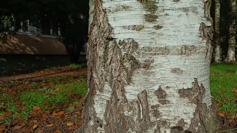 clip-4000692311-birch-tree-insects-autumn-sun-—-macro