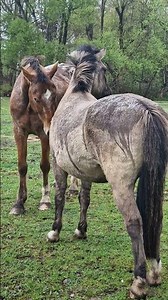 compagnons