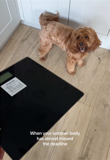 Callie vs. the scales. Honestly, do not blame her 😅 #funny #cockapoo #dogsoftiktok #dog #cockapoosoftiktoks #viral #foryou #fyp #foryoupage #doggo #viraldog #poodle