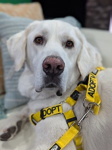 Meet Roger, our #PetoftheWeek with KRXI FOX 11 News, Reno and the biggest, goofiest sweetheart you’ll ever meet! 🐶💖 Roger is a 3-year-old Akbash mix with a heart as big as his paws. This certified couch potato would rather binge-watch your favorite show than steal the spotlight on TV. But trust us, once you meet him, he’ll be the star of your life! 🌟 Roger’s serenades might not win him a Grammy, but they’ll definitely win your heart. 🎶 He’s looking for a home where his soulful “singing” can 