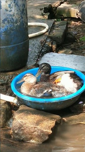 Indian runner duck farming in Indian village #ducklingspro #duck #animals #ducklife #duckfarmer
