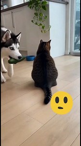 I want problem 🫣 #pawesome #cutedog #cutecat #funnymoments | Pawesome