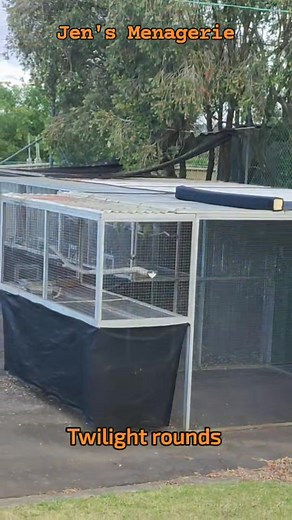 Twilight rounds to lock up and close the weather doors and windows. The temperature has dropped so I'm making sure every one is cosy and there's no draughts for a cooler night ahead. *A quick video of the aviaries as someone wanted a tour but I just don't really have time to edit and splice nor do aI have David Attenborough narratives or camera skills #jensmenagerie #australianaviculture #handraisedparrots #birds #aviculture. | Jen's menagerie