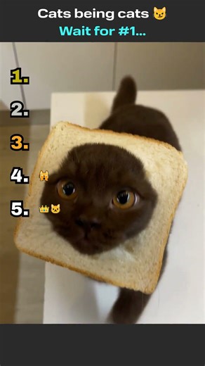 Cats Being Cats 😹 | You Won’t Expect #1