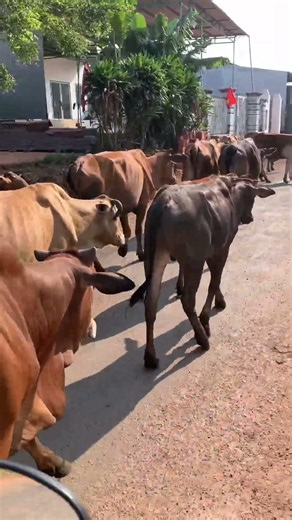 The sun was blazing hot, I went to herd the cows.