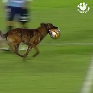 He may be the MVP of this game, but he's not getting a promotion anytime soon... | Courier & Press