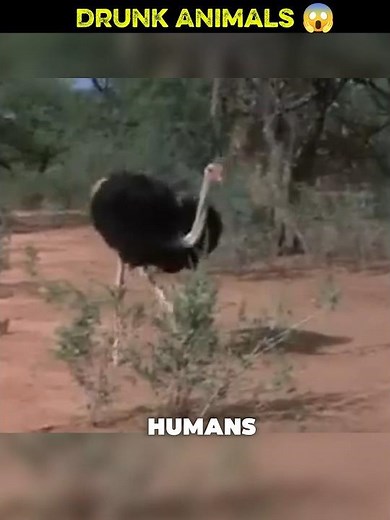 The Truth About “Drunk Animals” 🍺🌿