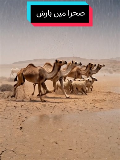 Rain in the Desert: A Beautiful Transformation