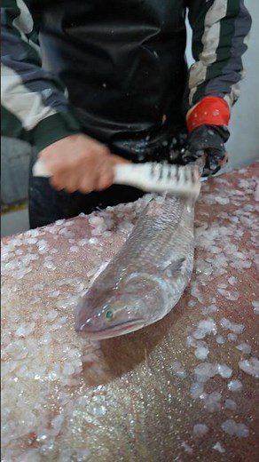 Cleaning a Lizardfish – How to Scale and Prepare This Weird Fish!