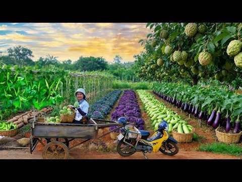 Harvest Farm Produce: Custard Apple, Eggplant, Green Eggplant, Kale, Yam, Winged Bean To Sell & Cook