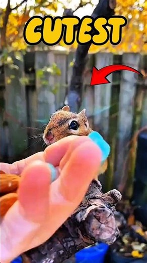 These Are the Cutest Animals You've Never Seen🥹❤️#Shorts #CuteAnimals #AnimalFacts #Wildlife #Nature
