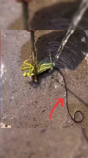 Grasshopper Dark Reality #viral #experiment #facts