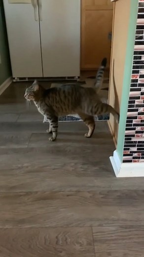 Cat Lovers ❤️ | “Yup, this walls solid, you’re good” | Instagram