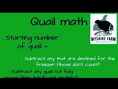 Quail math! How much does a quail consume in feed and MUCH MORE! #quail #raisingquail #myshirefarm