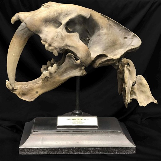 Sabertooth Tiger Smilodon Skull / Spine - Full Size Replica - Etsy