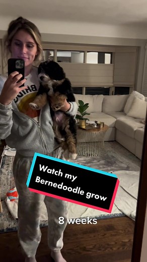 Mini Bernedoodle Growth: 8lbs to 15.5lbs in 1 Month