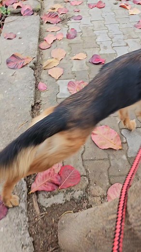 1M views · 7.4K reactions | #kangal #caucashianshepherd #boerboel...