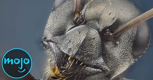 Top 10 Things That Look FREAKY Close Up | Articles on WatchMojo.com