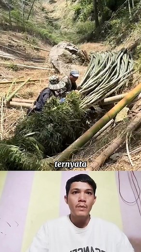 Beginilah proses penurunan bambu dari atas bukit #tutorial #idekreatip #idecerdas #viral #bambu #caracepat #unik #menarik #perkebunan | Rafa Chanel