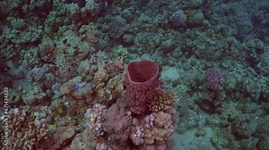 Purple barrel sponge on coral reef in the Red Sea