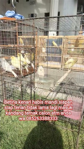 The female canary has just finished bathing and is ready to go into the breeding pen soon. WA 085...