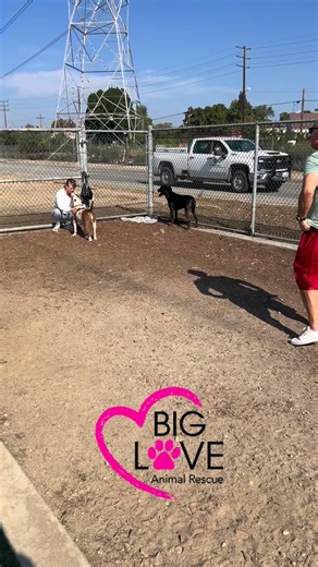 1.5K views · 126 reactions | Meet Barney! He has had a rough start, but he has so much love to give and life to be living! Barney needs a foster or adopted to step up so he can start healing his heart and living the best life. Barney is really great with all dogs and is a little shy with humans at first, but will warm up real fast with some gentle pats and cheek scratches. Apply at bigloveanimalrescue.org today! | Big Love Animal Rescue | Facebook