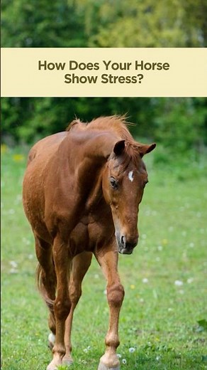 How Does Your Horse Show Stress? 🐴