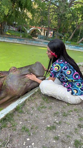 Julia la hipopótamo amistosa — hipopótamo africano en el parque