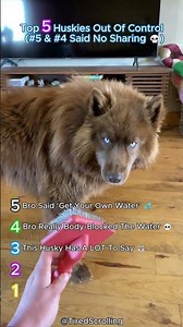 Top 5 Huskies Out Of Control 😂🐺 (#5 & #4 Said No Sharing 💀) #dogs #funny #crazy #cute