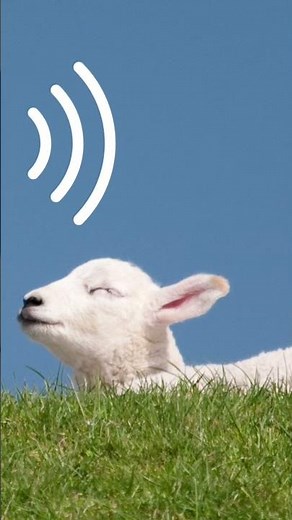 Lamb baby sheep #animalsounds #soundeffects