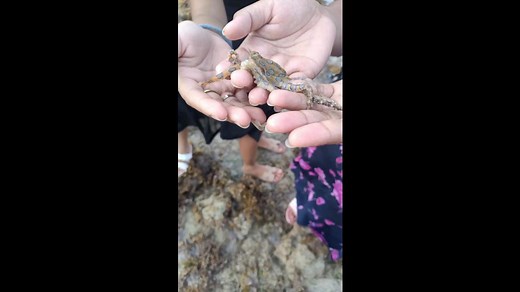Tourists play with blue-ringed octopus unaware of its deadly venom