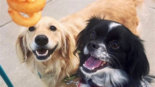 Dog-friendly restaurants guide to Westchester, Rockland: Bone appétit!