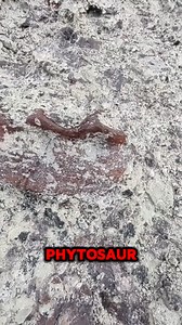3.6K views · 33 reactions | Second Phytosaur Jaw Section Unearthed! 領 The wind is howling, but that won’t stop the dig! We’ve just uncovered another phytosaur jaw section, sitting right near the first. Could they be part of the same fossil? We’ll find out soon—this is an exciting find! Stay tuned! #TriassicFossils #Phytosaur #PrehistoricPredators #FossilDig #Paleontology #AncientGiants | Smoky Mountain Relic Room | Facebook