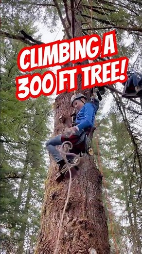 Watch these kids climb a “practice” tree as part of a professional tree climbing adventure!