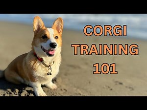 How to Train the Perfect Corgi - Training Guide