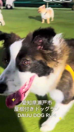 愛知県瀬戸市屋根付き全天候対応ドッグラン #daijudogrun #大樹ドッグラン #愛知ドッグラン #屋根付きドッグラン #全天候型ドッグラン