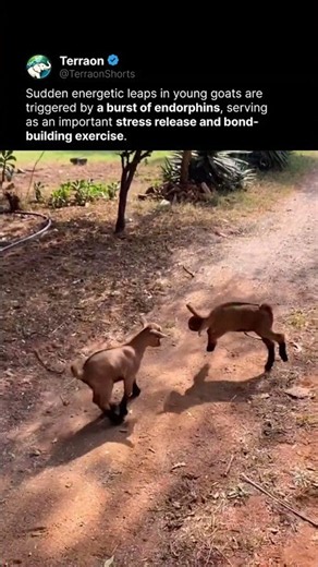 Cute baby goats jumping around together! 🐐