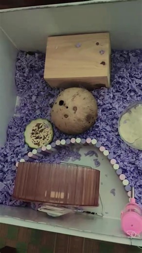 Mr. Wong trên TikTok