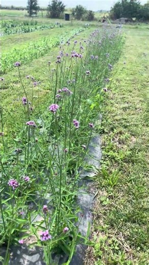 Hundred Purple Verbena Flowers on the Farm| Gardening