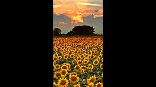 Το drone αποκαλύπτει την τέχνη των στροβιλισμών του ηλίανθου