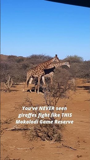 Giraffes Fighting in Mokolodi Game Reserve 🦒🔥 (Unreal Safari Footage)