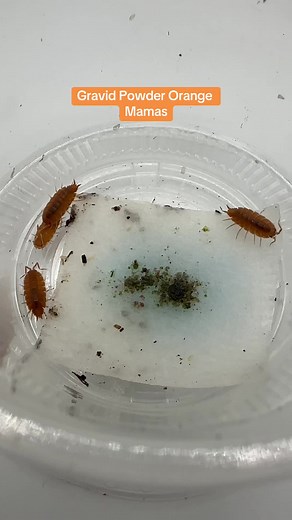 4 pregnant Powder Orange Isopods giving birth to babies.